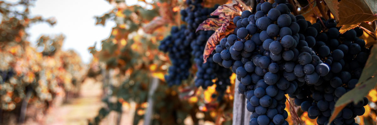 Barolo