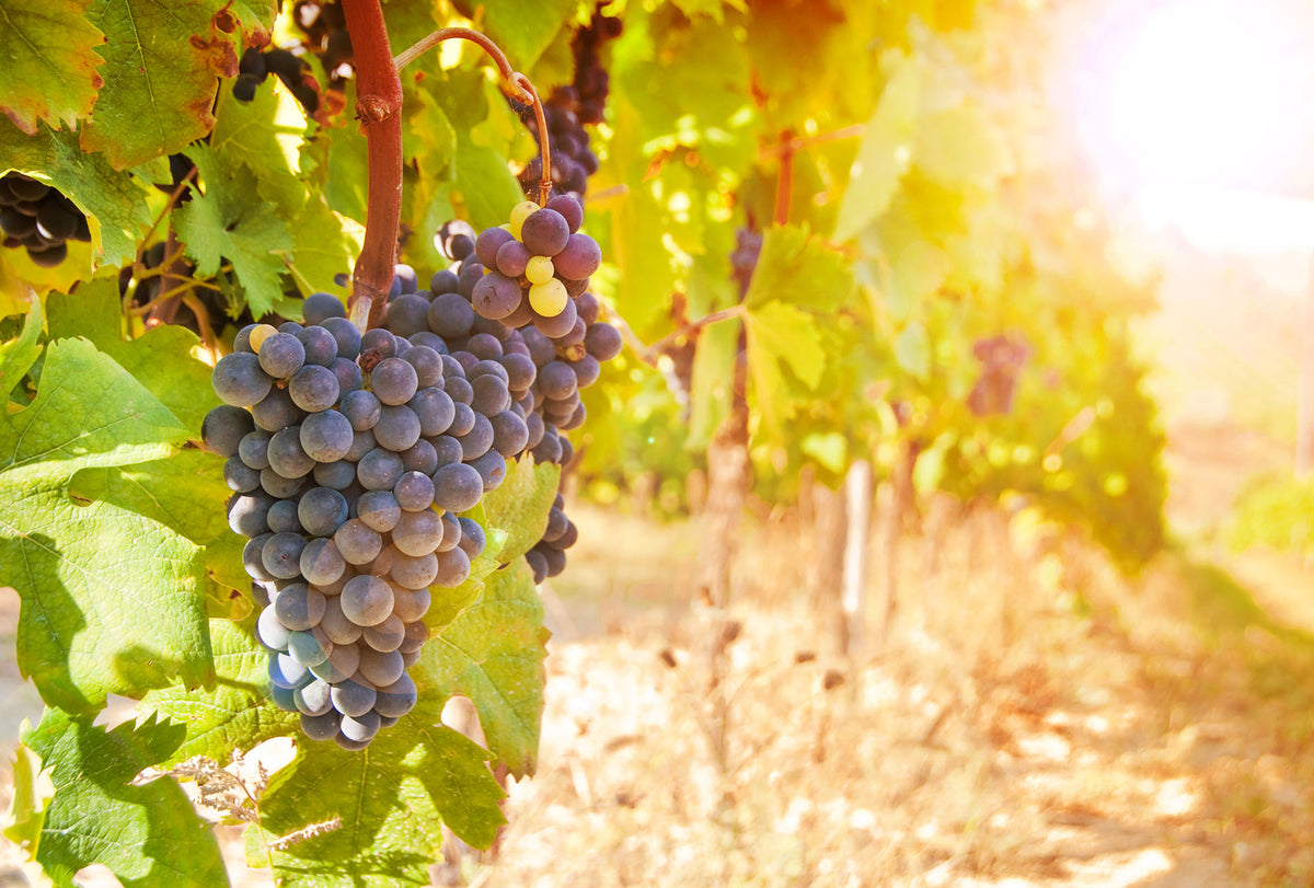 Pinot Noir – viinimaailman rakas ruokaviini 